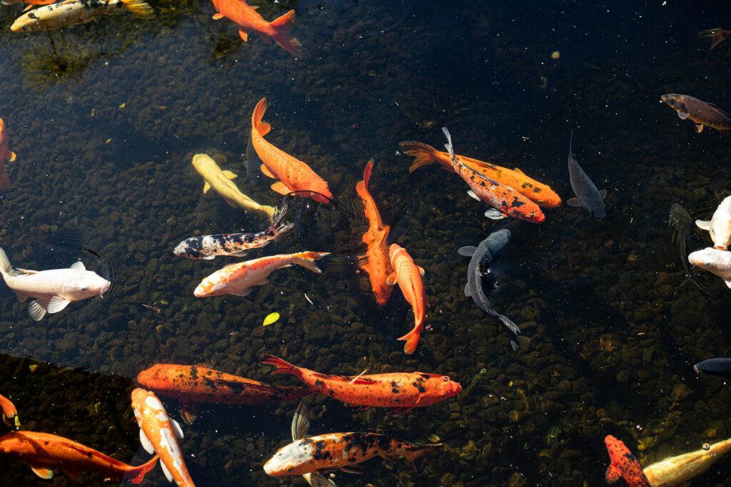 Das sind die häufigsten Parasiten beim Koi