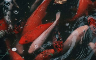 Koi Händler