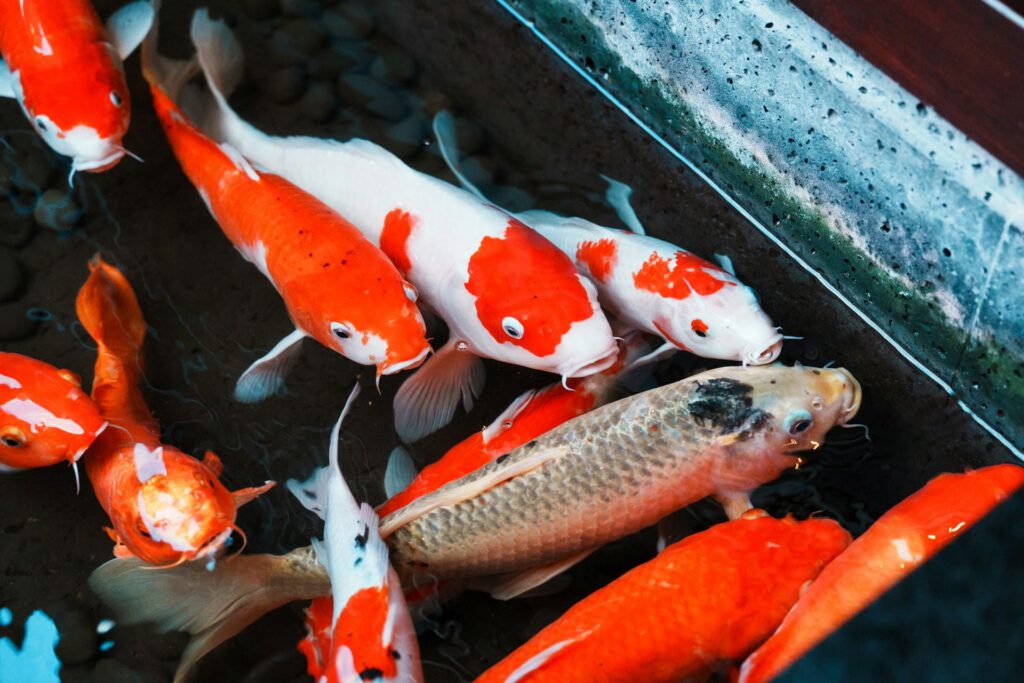 Koi Kosten