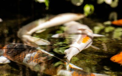 Koi Krankheiten erkennen und behandeln