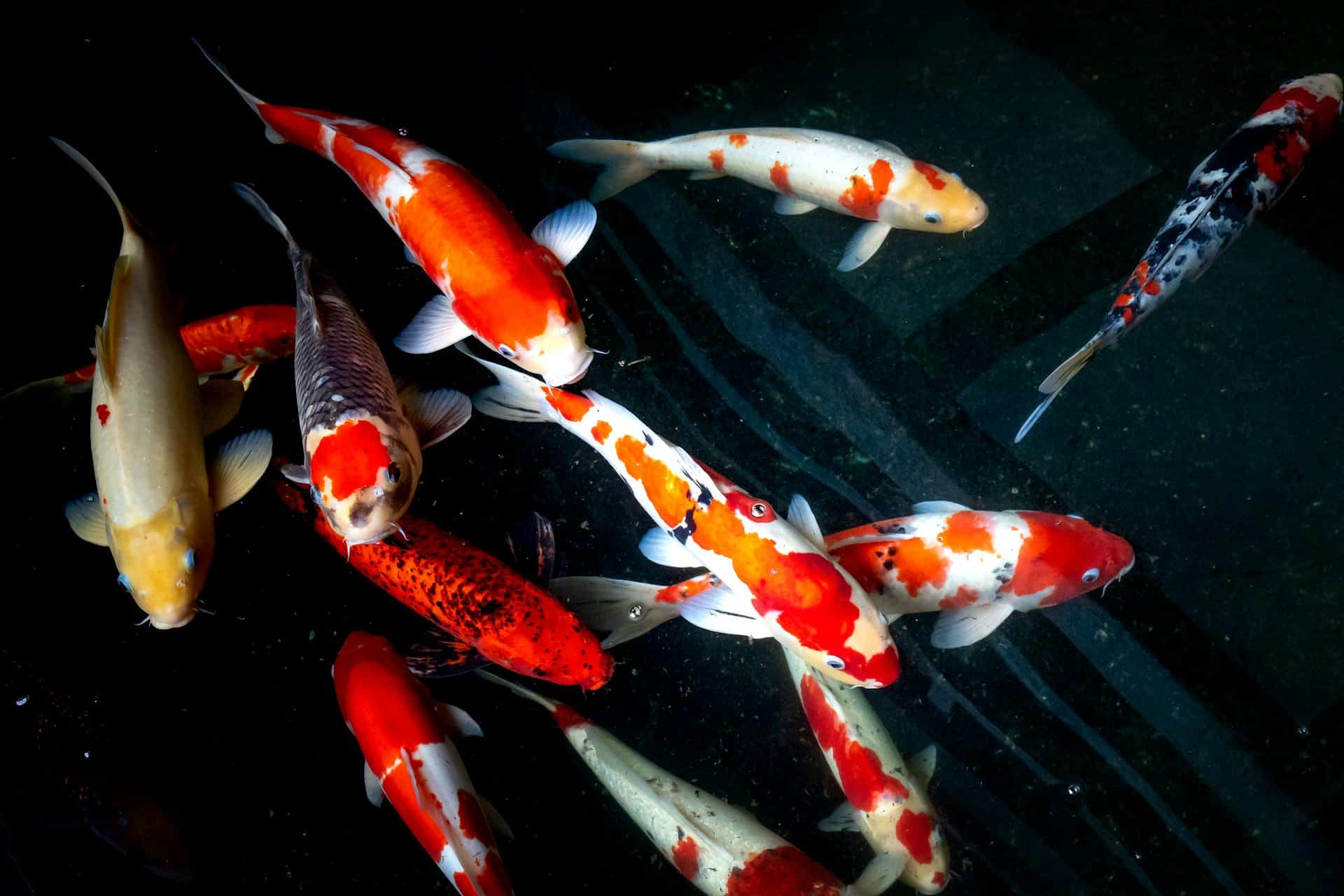 Fische online kaufen Fische online kaufen