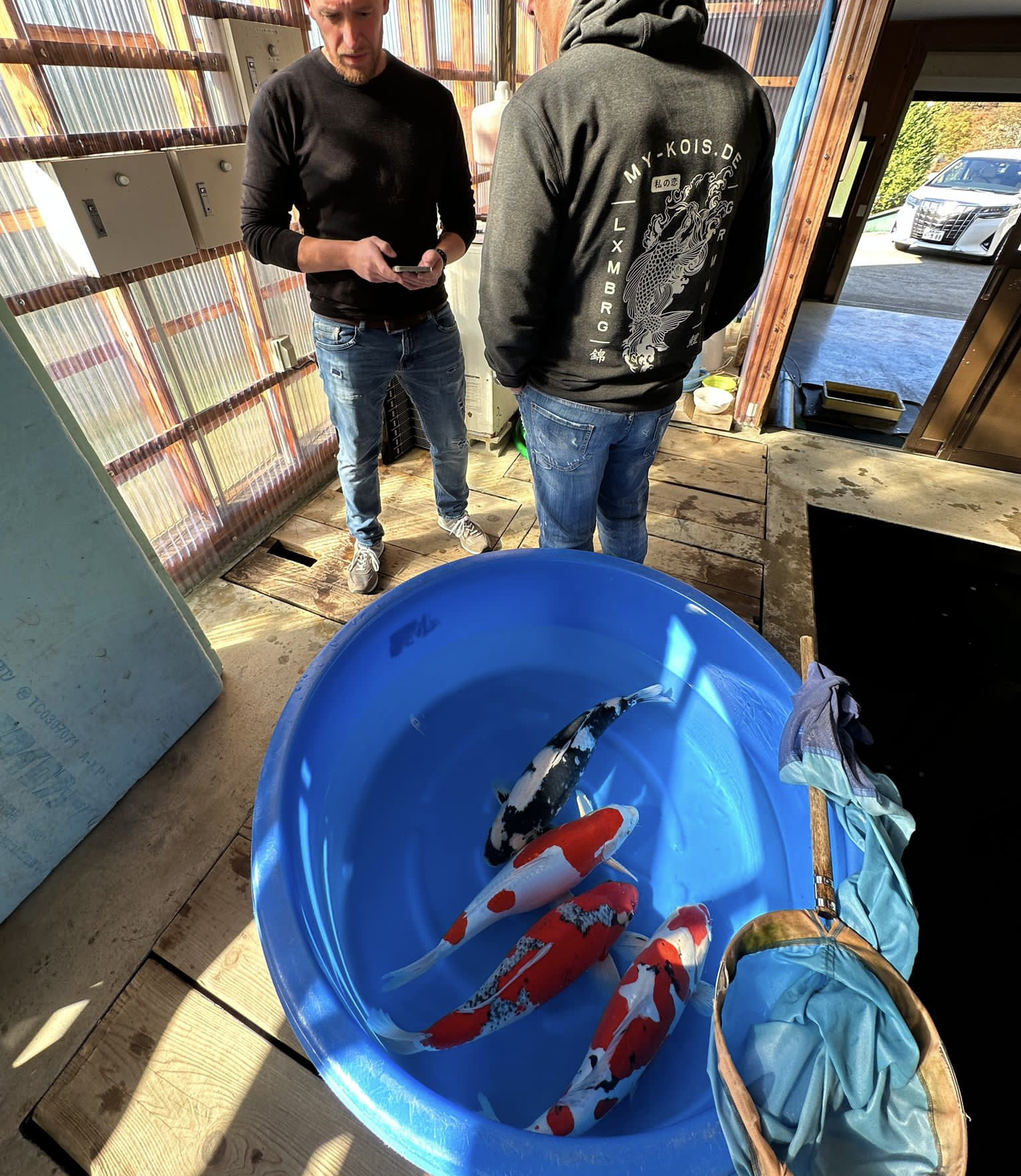 Online Koi Auktionen